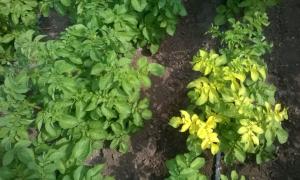 Hoe aardappels te spuiten tegen de coloradokever tijdens de bloei Is het mogelijk om aardappelen te spuiten voor regen?