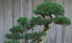 Hoe bonsai thuis uit zaden te kweken