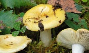 Съедобные грибы рода Сыроежки: описание видов