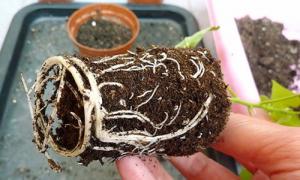 Abutilon: kweken uit zaden, vermeerdering, verplanten en planten