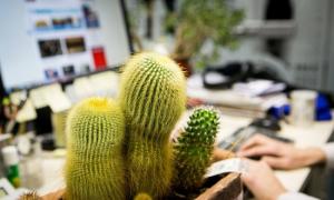 Feng Shui-cactus - welke je moet kiezen en waar je hem moet plaatsen
