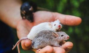 Droominterpretatie: een muis bijt.  De muis beet in mijn vinger.  Ik droomde ervan gebeten te worden door een dode man