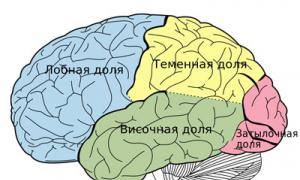 Kora velikog mozga: funkcije i strukturne karakteristike