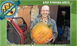 Pompoen: groeien en verzorgen in de volle grond Pompoen kweken in Siberië
