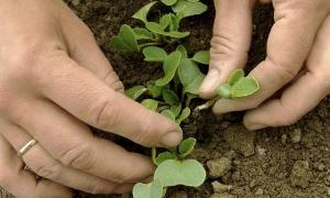Radijsjes kweken: zo bereik je een oogst Moet je radijsjes uitdunnen?
