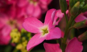 Geurige bloemen van de schemering - gillyflowers, plantregels en foto's