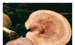 Как выглядят и где растут грибы млечники Как выглядит гриб млечник