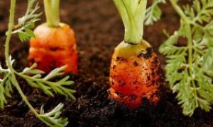 Nekoliko riječi o uzgoju povrća na otvorenom